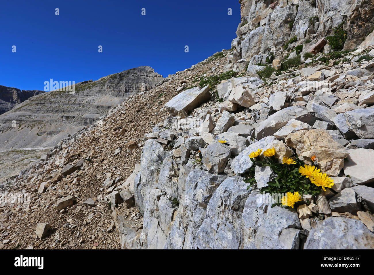 Le massif de montagnes Latemar. Les roches calcaires, karst, flore alpine. Les Dolomites du Trentin. Alpes italiennes. Banque D'Images