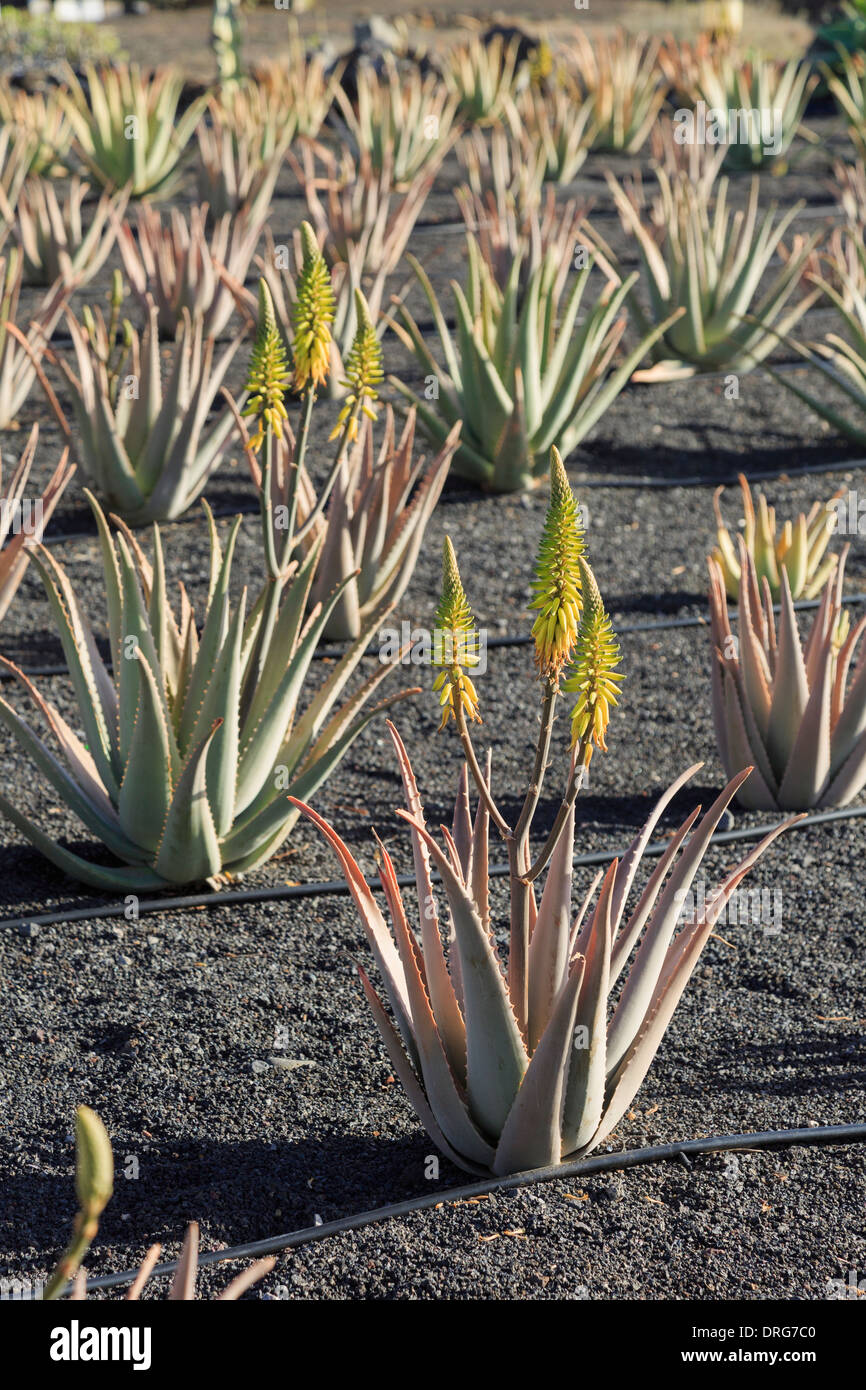 Domaine de l'Aloe Vera plantes poussant dans des sols volcaniques sur une ferme pour la production de produits à base de plantes. Lanzarote, îles Canaries, Espagne Banque D'Images