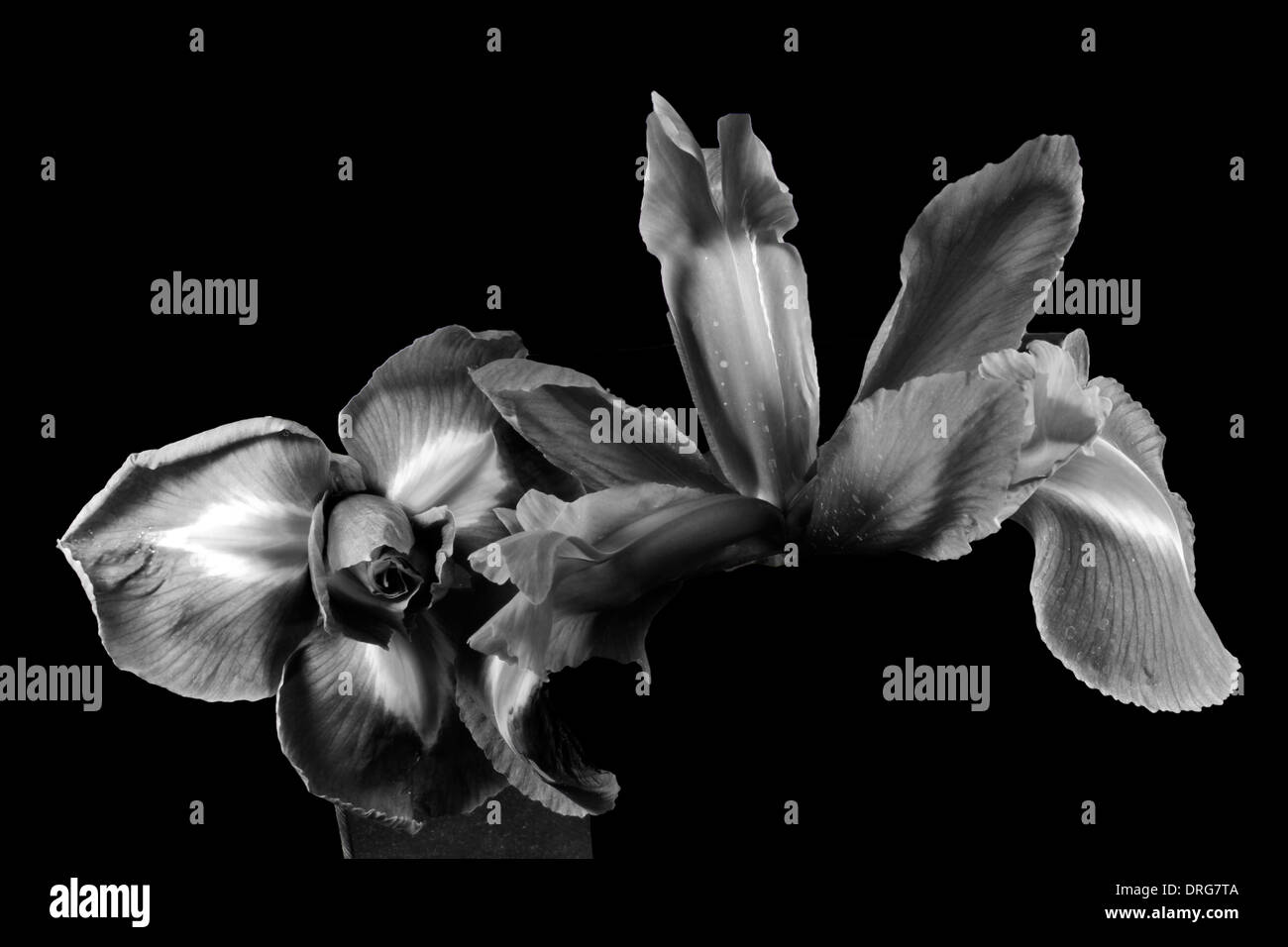 Iris fleurs noir Banque de photographies et d’images à haute résolution