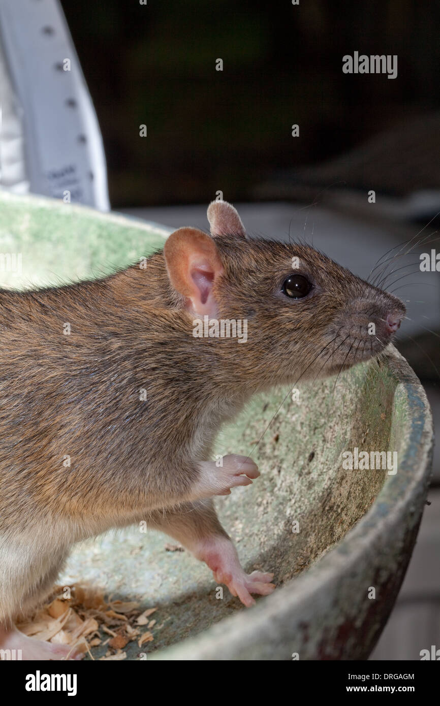 Rat surmulot (Rattus norvegicus). Banque D'Images