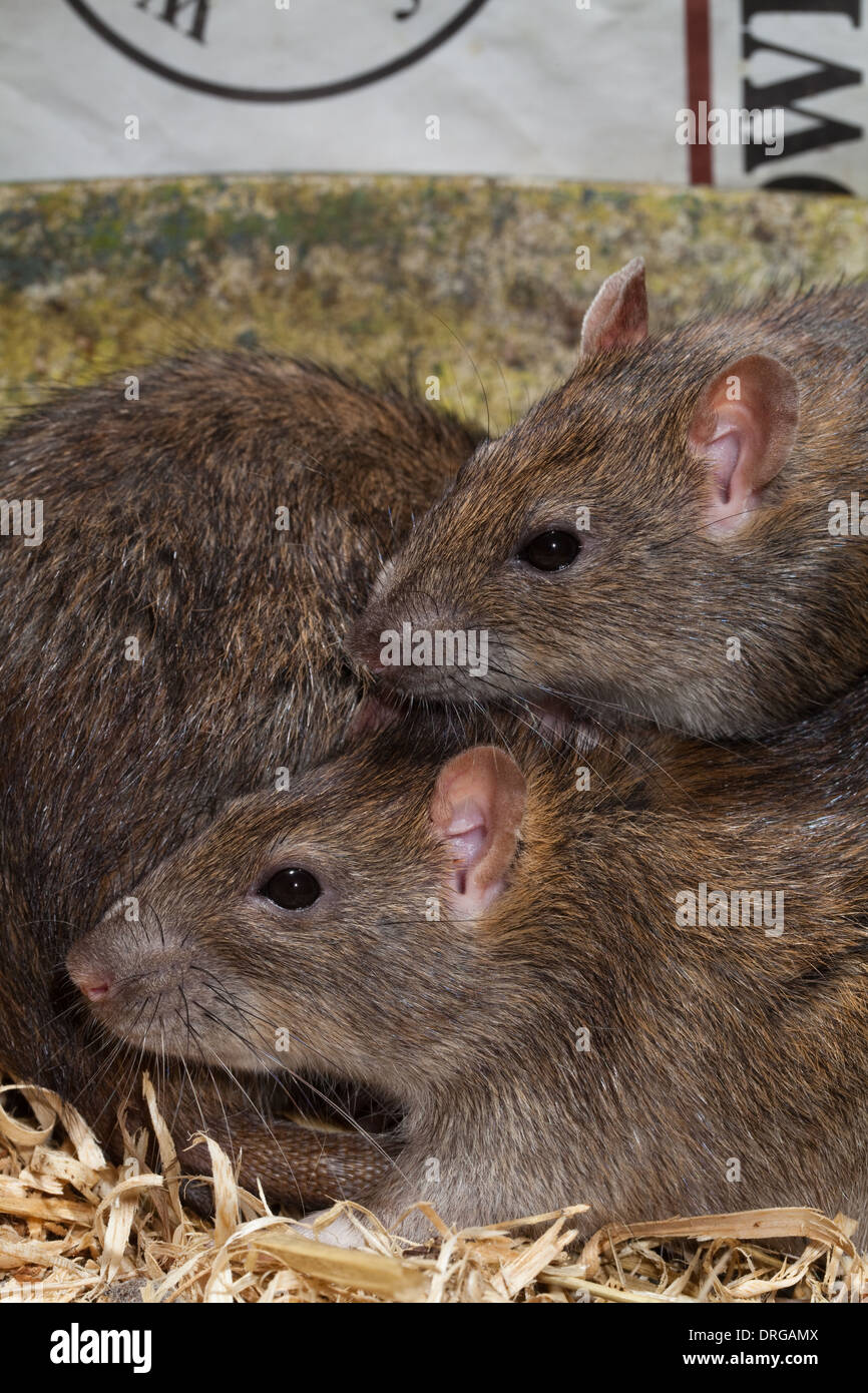 Le rat brun (Rattus norvegicus). Banque D'Images