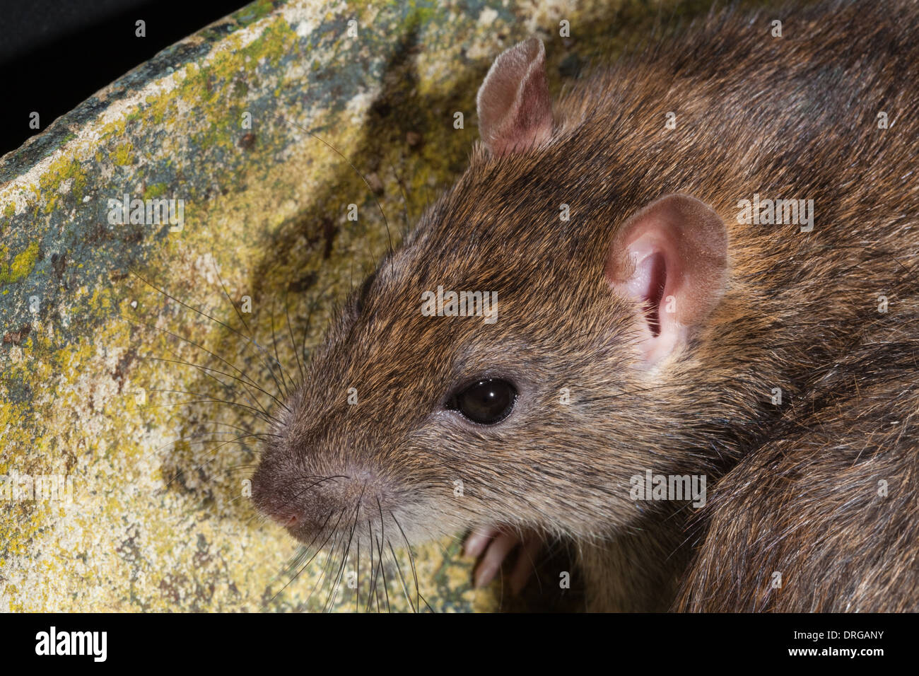 Rat surmulot (Rattus norvegicus). Head montrant les traits du visage, organes des sens, vibrisses, nez, yeux, oreilles externes. Banque D'Images