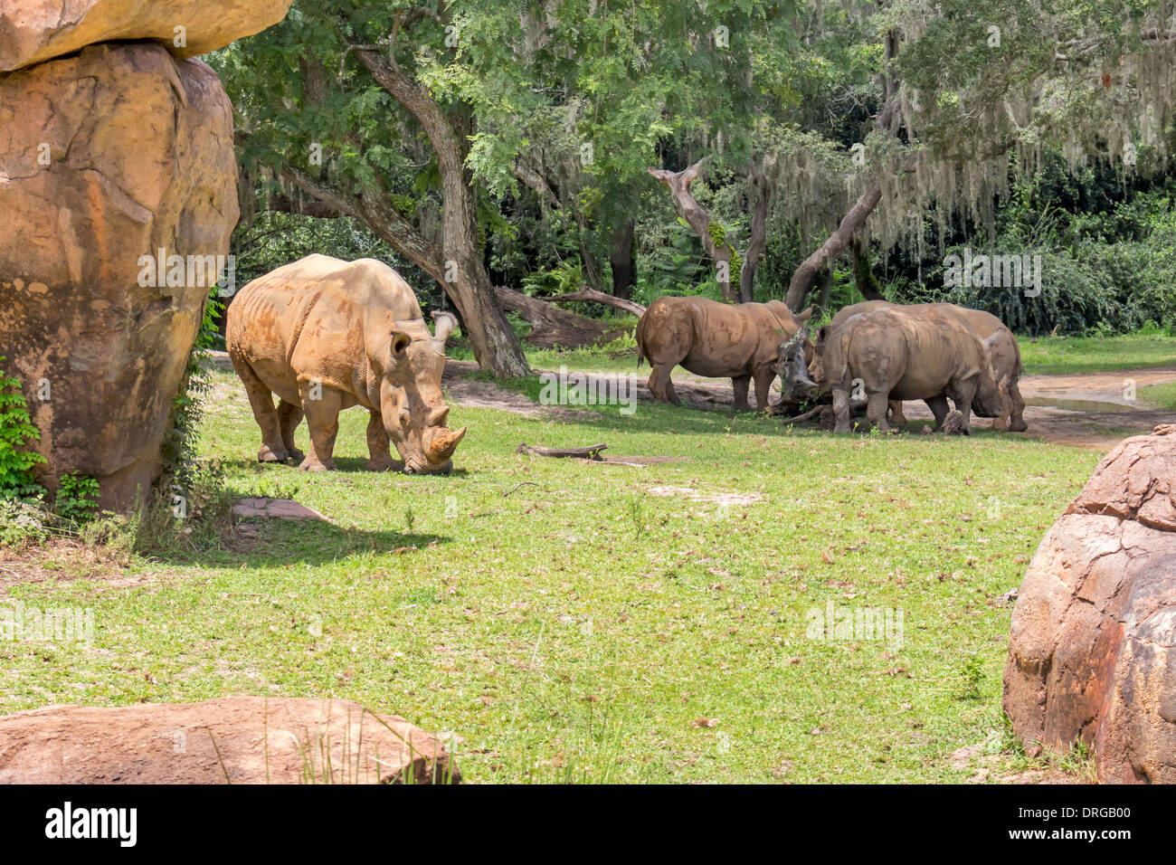 Rhinocéros en Animal Kingdom à Walt Disney World en Floride. Banque D'Images