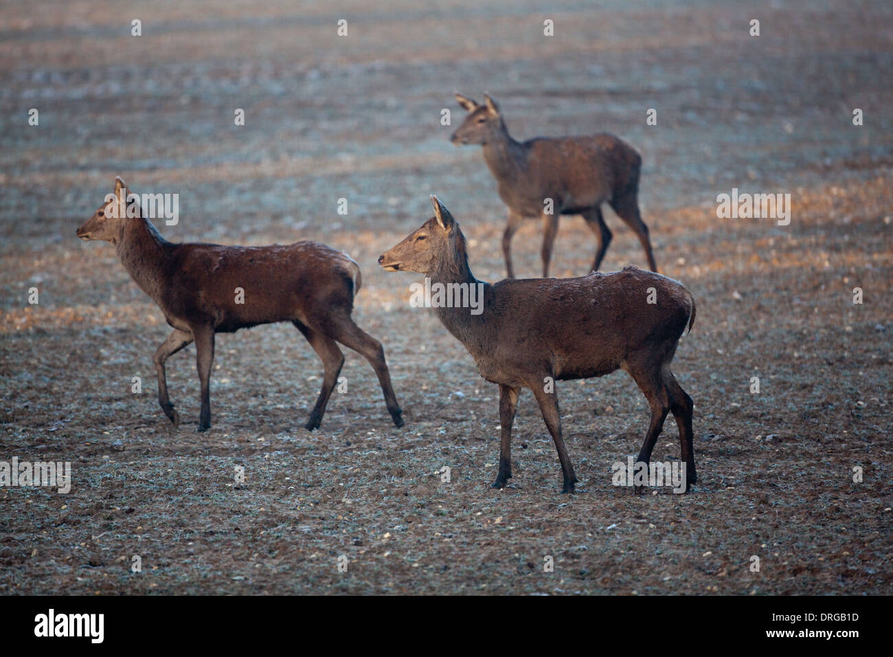 Red Deer (Cervus elaphus). Faim et hinds veau immatures, à gauche, à la recherche de nourriture dans les froids extrêmes de la fin de l'hiver. Banque D'Images