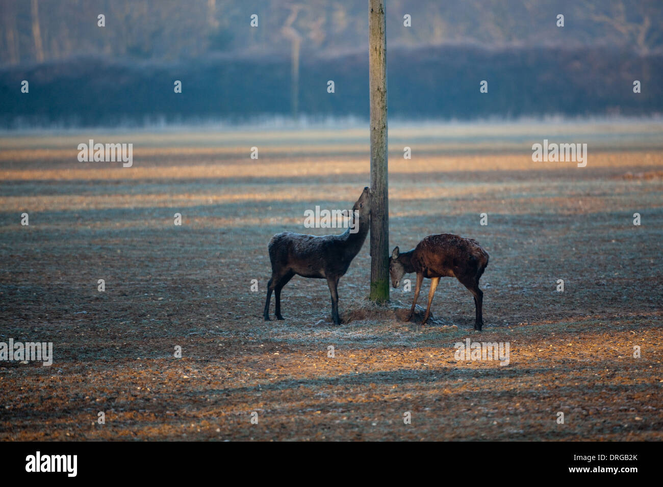 Red Deer (Cervus elaphus). La recherche de nourriture en hiver, l'arrêt à 'read, mark et apprendre", les marques olfactives sur un poteau télégraphique. Banque D'Images