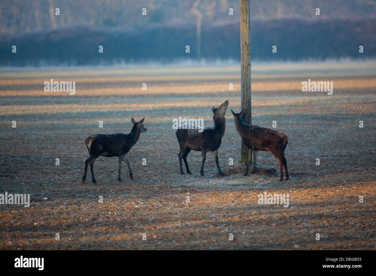 Red Deer (Cervus elaphus). La recherche de nourriture en hiver, l'arrêt à 'read, mark et apprendre", les marques olfactives sur un poteau télégraphique Banque D'Images