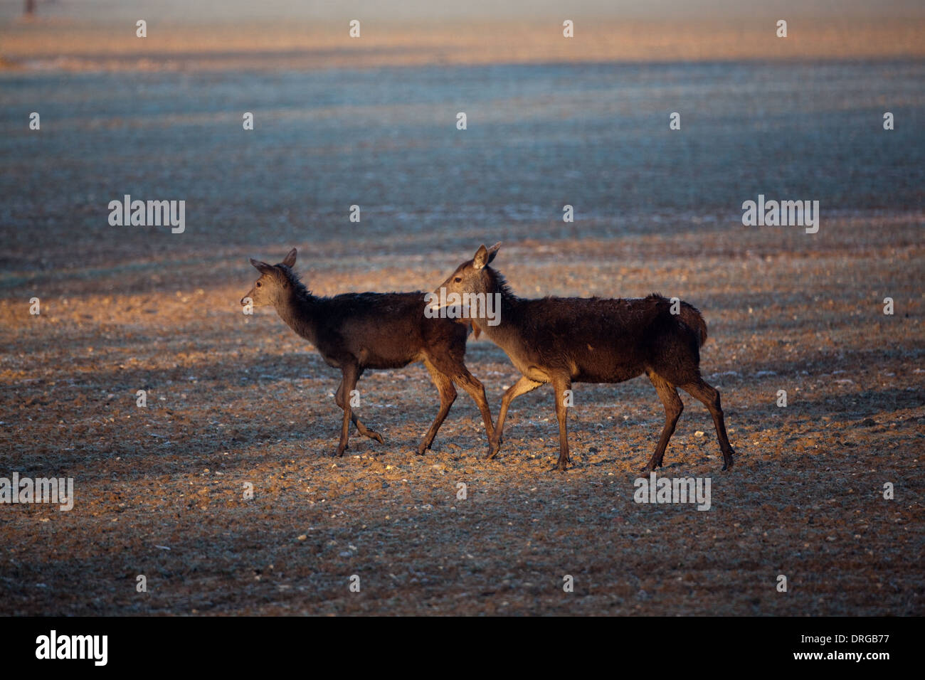 Red Deer (Cervus elaphus). Faim hind et un veau immatures cultivés, à gauche, à la recherche de nourriture dans les froids extrêmes de la fin de l'hiver. Banque D'Images
