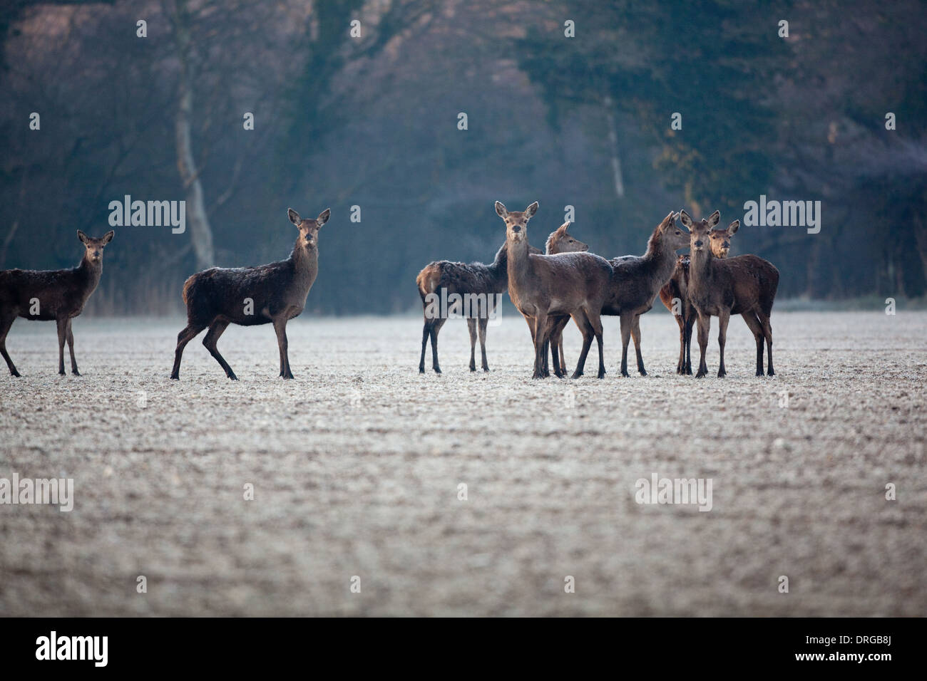 Red Deer (Cervus elaphus). Faim hinds à chercher de la nourriture dans les froids extrêmes d'une fin de l'hiver. Ingham, Norfolk. Banque D'Images