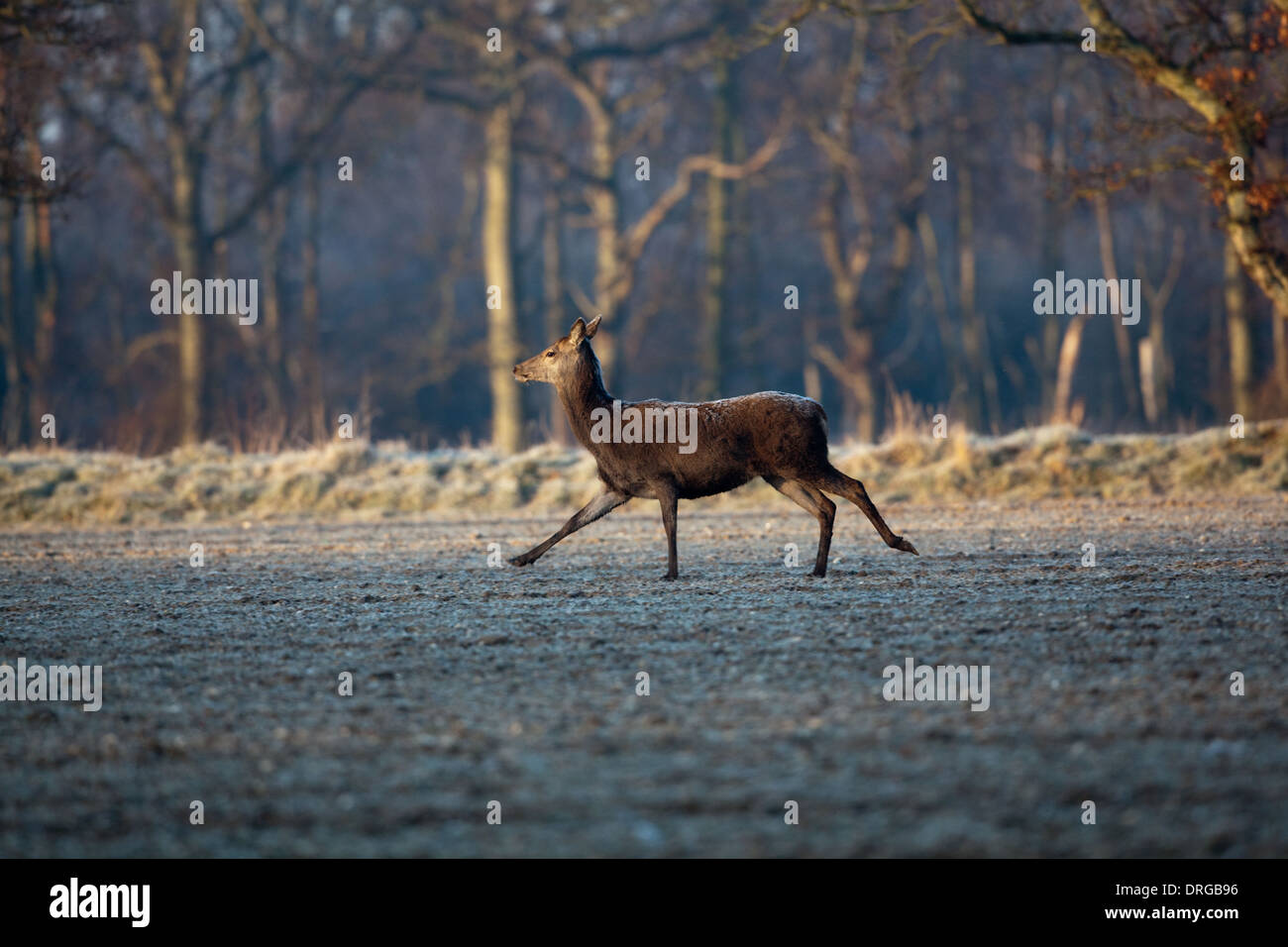 Red Deer (Cervus elaphus). Hind. Trot à travers la rafraîchissante d'un champ arable gelé dans le froid extrême d'un dur hiver Banque D'Images