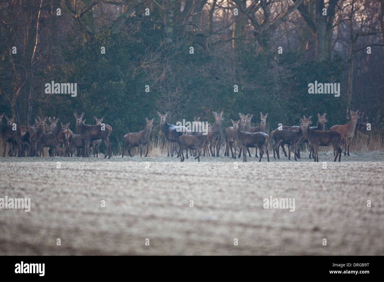 Red Deer (Cervus elaphus). Faim hinds et bien cultivé des veaux immatures à chercher de la nourriture dans les froids extrêmes d'une fin de l'hiver. Banque D'Images