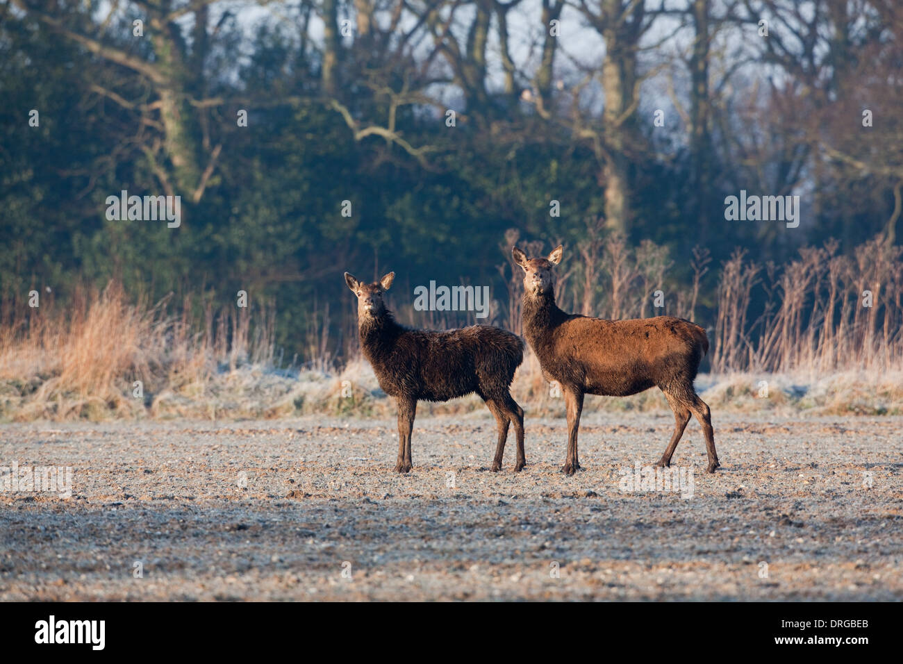 Red Deer (Cervus elaphus). Hind faim, droit aux saisons précédentes bien cultivé veau mâle à gauche, à la recherche de nourriture. Banque D'Images