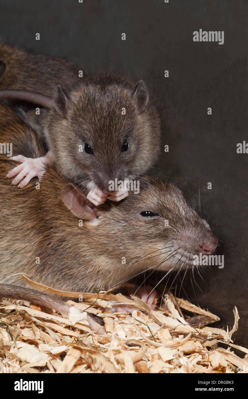 Rat surmulot (Rattus norvegicus). Laver les jeunes assis sur le dos de la mère. Banque D'Images