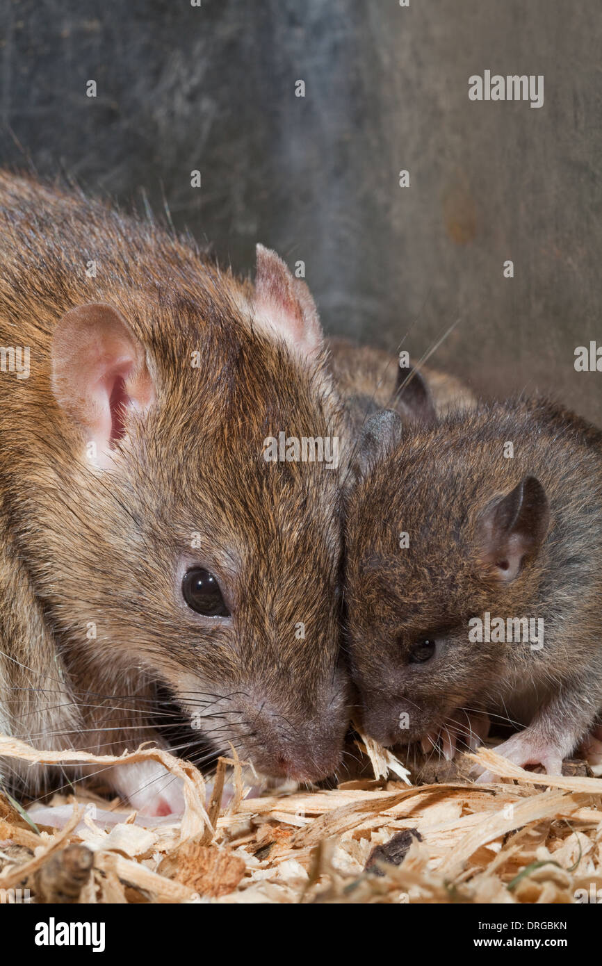 Le rat brun (Rattus norvegicus). Chefs de toucher, la mère et les jeunes, 'petit', avec les yeux ouverts capables de fonctionner pleinement à estimer Banque D'Images