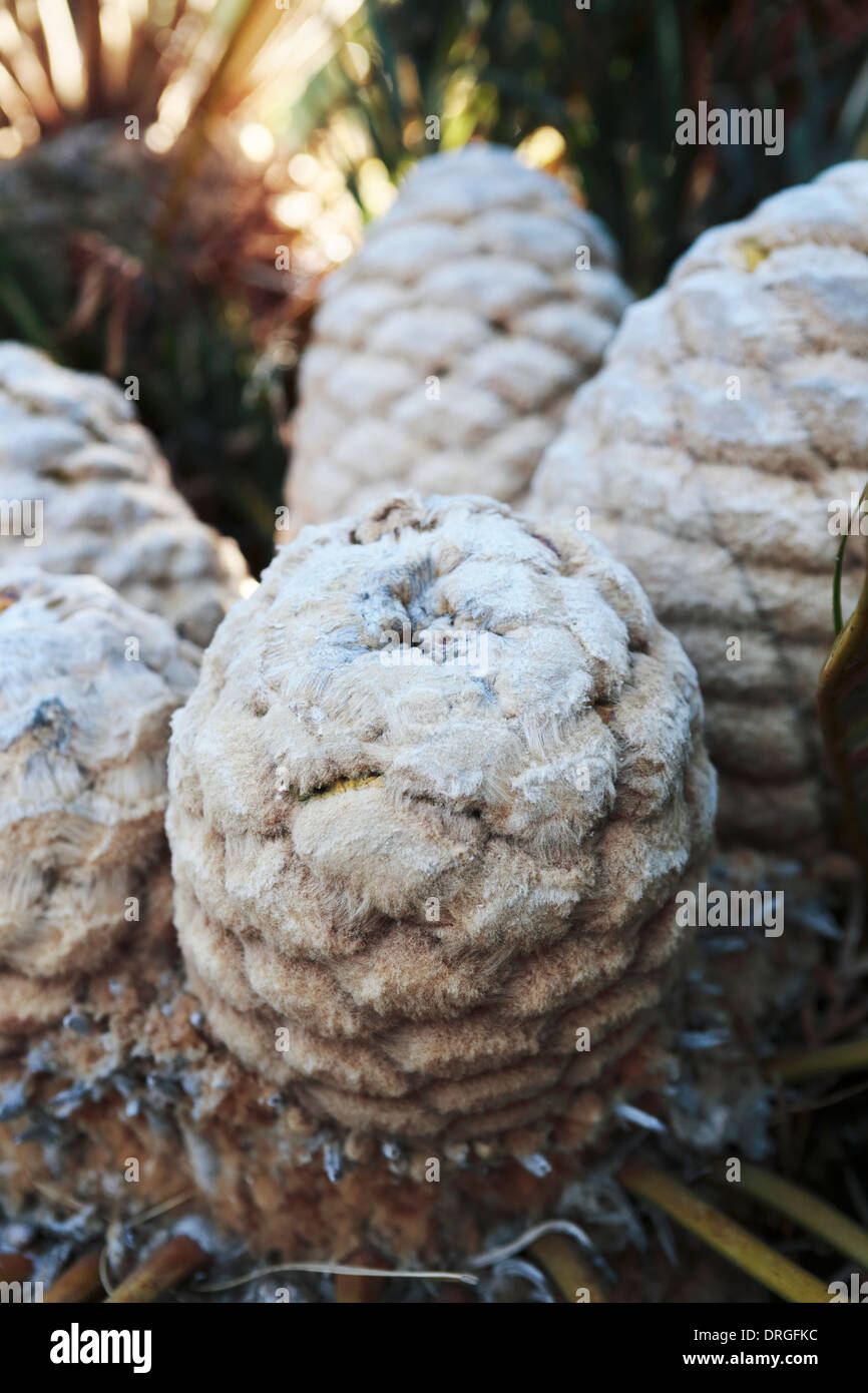 Cône femelle d'Encephalartos friderici-guilielmi (cycadales aux cheveux blancs), espèces de cycadales d'Afrique du Sud Banque D'Images