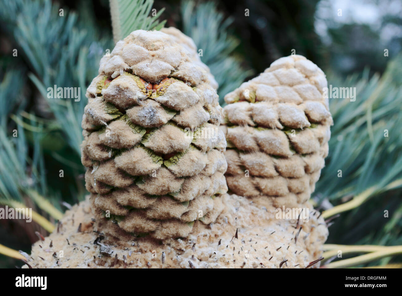 Les cônes femelles d'Encephalartos friderici-guilielmi (cycadales aux cheveux blancs), espèces de cycadales d'Afrique du Sud Banque D'Images