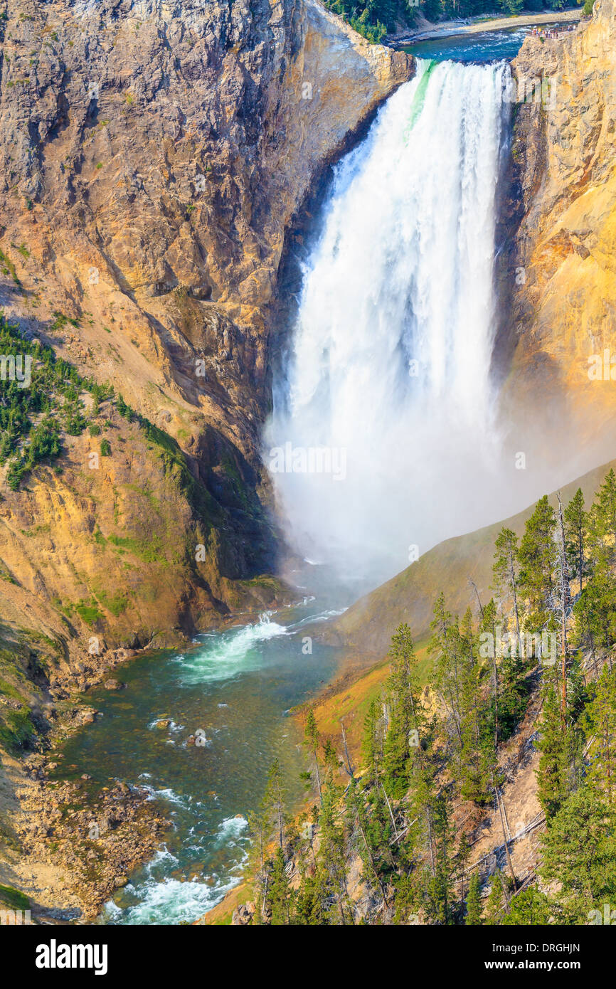 Lower Falls du Grand Canyon du Parc National de Yellowstone, Wyoming Banque D'Images