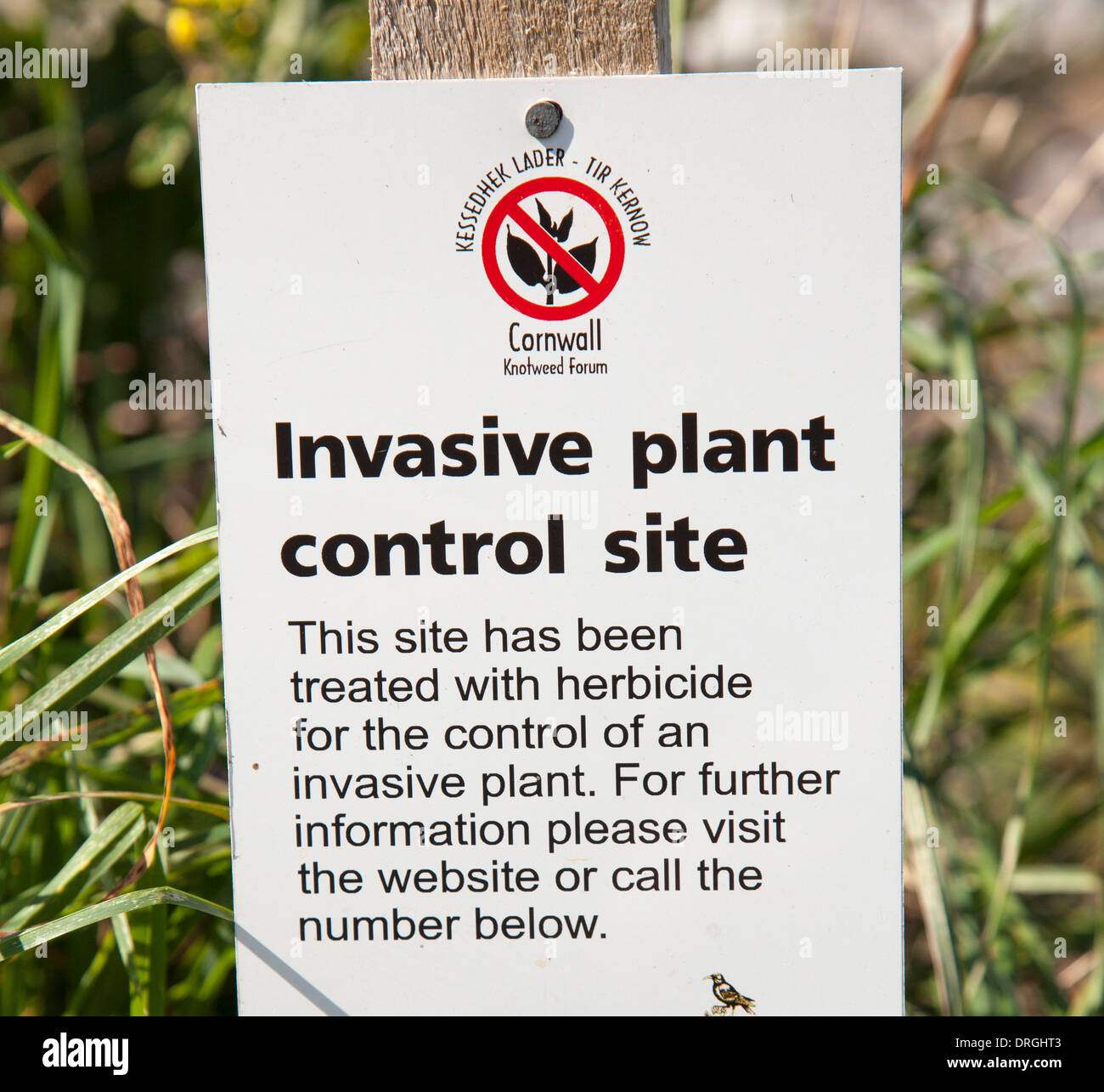 Un site de contrôle des plantes envahissantes la renouée à Cornwall, Royaume-Uni Banque D'Images