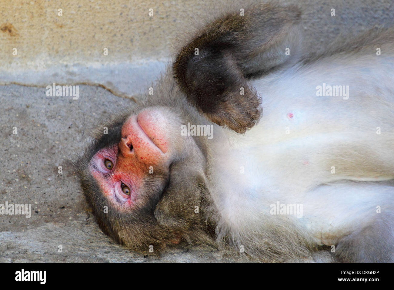 Un singe macaque japonais (Macaca fuscata) et de repos Banque D'Images