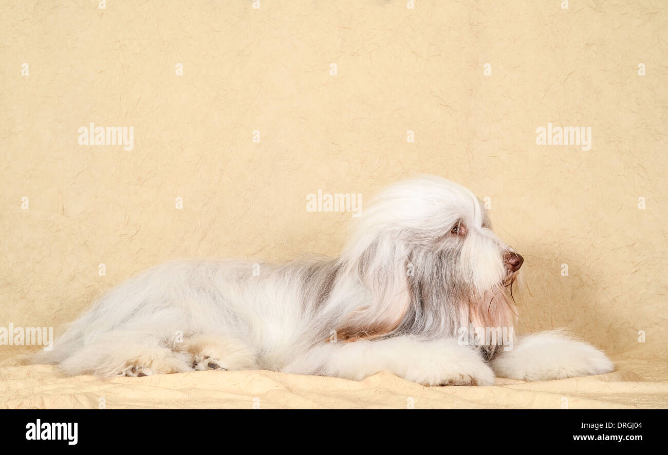 Bearded Collie (aussi Beardie) l'élevage d'une race de chien une fois utilisée principalement par des bergers écossais Banque D'Images