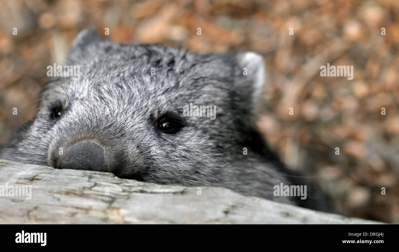 Wombat sournois à par dessus la clôture Banque D'Images