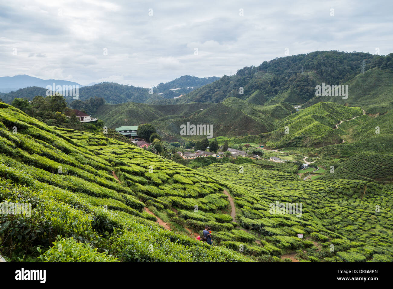 Les plantations de thé près de Tanah Rata, Cameron Highlands, Pahang, Malaisie Banque D'Images