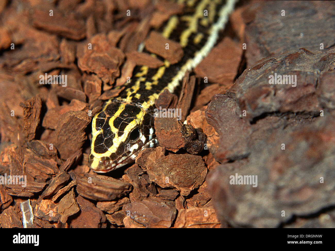 Madagascar Madagascar girdled lizard ou lézard plaqué (Zonosaurus madagascariensis), Madagascar, Afrique, Gerrhosauridae Banque D'Images