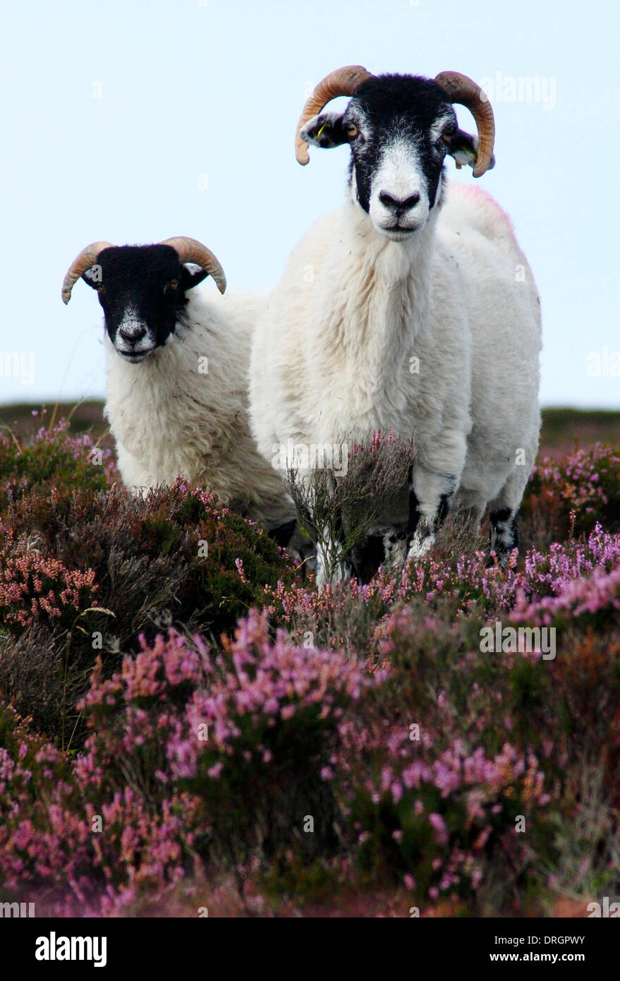 Les moutons à face noire sur la floraison heather (ling) sur la lande dans le Peak District, Derbyshire, Angleterre, RU Banque D'Images