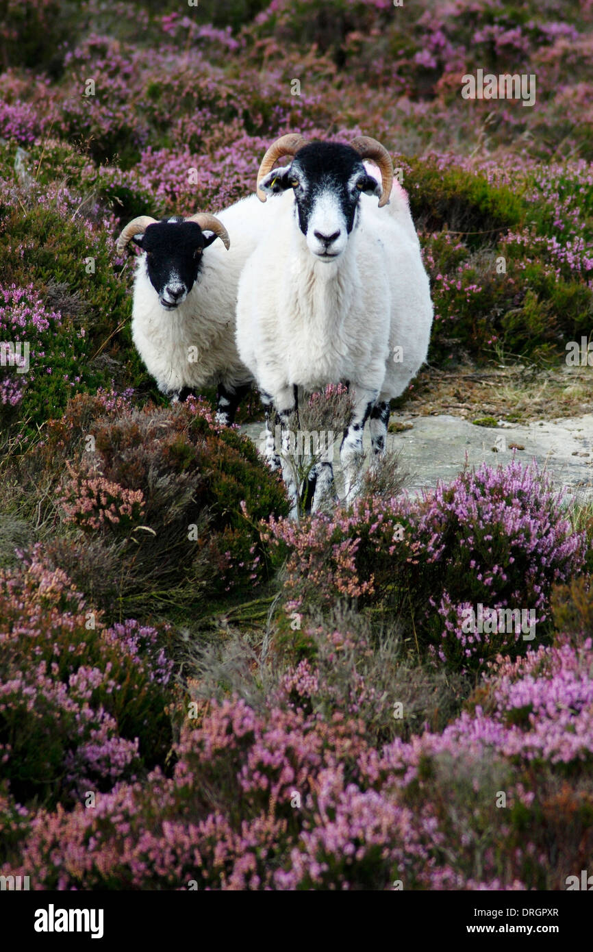 Les moutons à face noire sur la floraison heather (ling) sur la lande dans le Peak District, Derbyshire, Angleterre, RU Banque D'Images