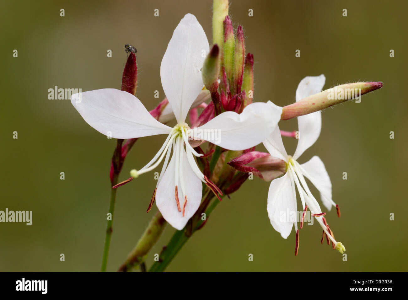 Gaura lindheimeri 'La Mariée', une plante vivace à fleurs blanches dans un jardin de Plymouth Banque D'Images