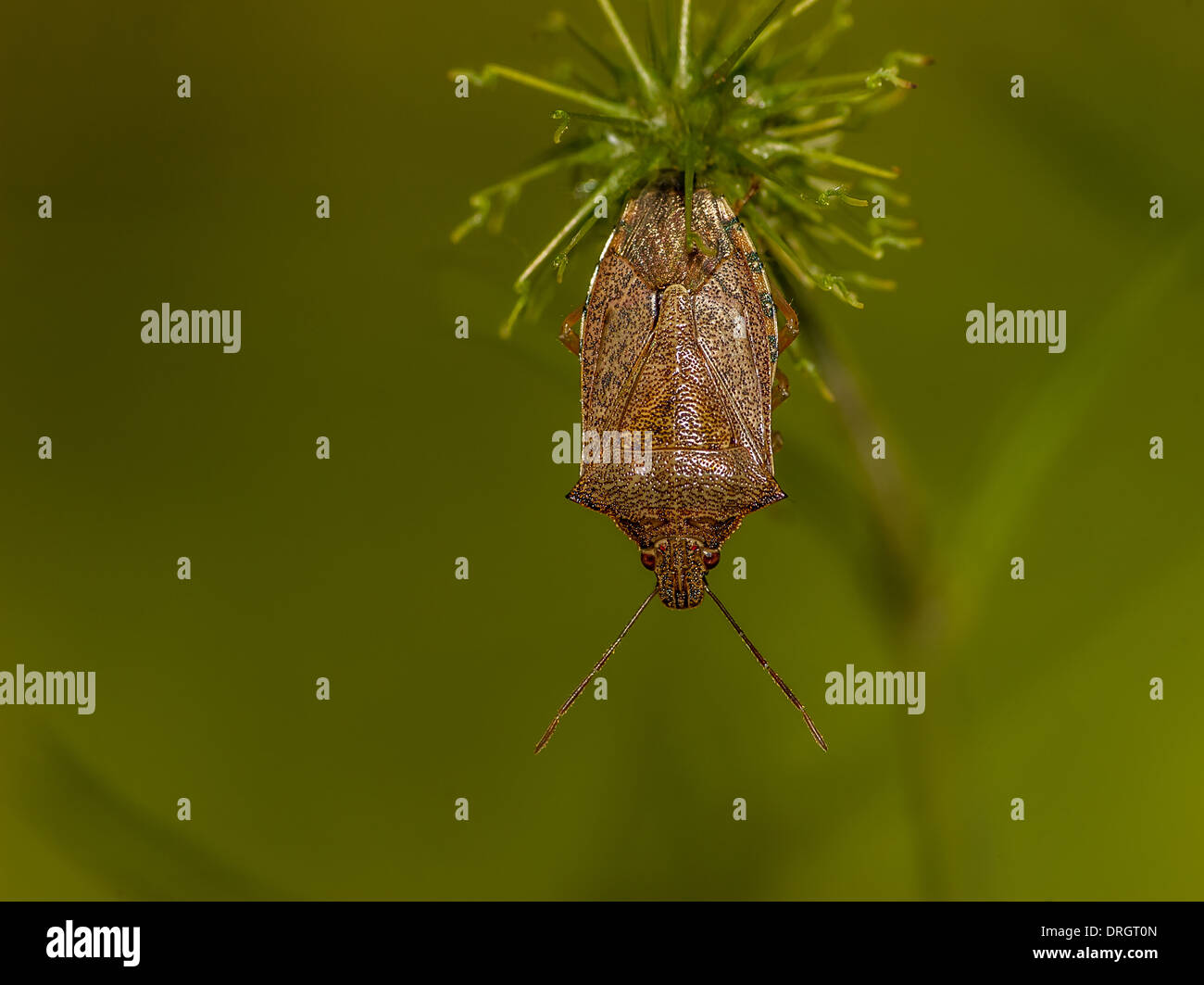 Brown Shield Bug tête en bas à partir d'une plante. Banque D'Images