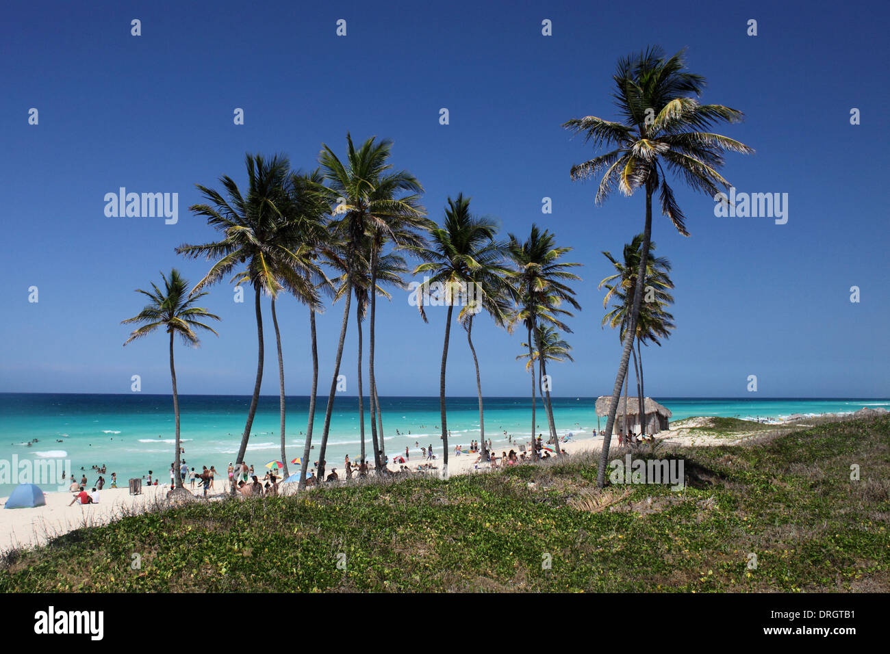 Les palmiers et les touristes sur la plage Playa del Este La Havane Cuba Photo : pixstory / Alamy Banque D'Images