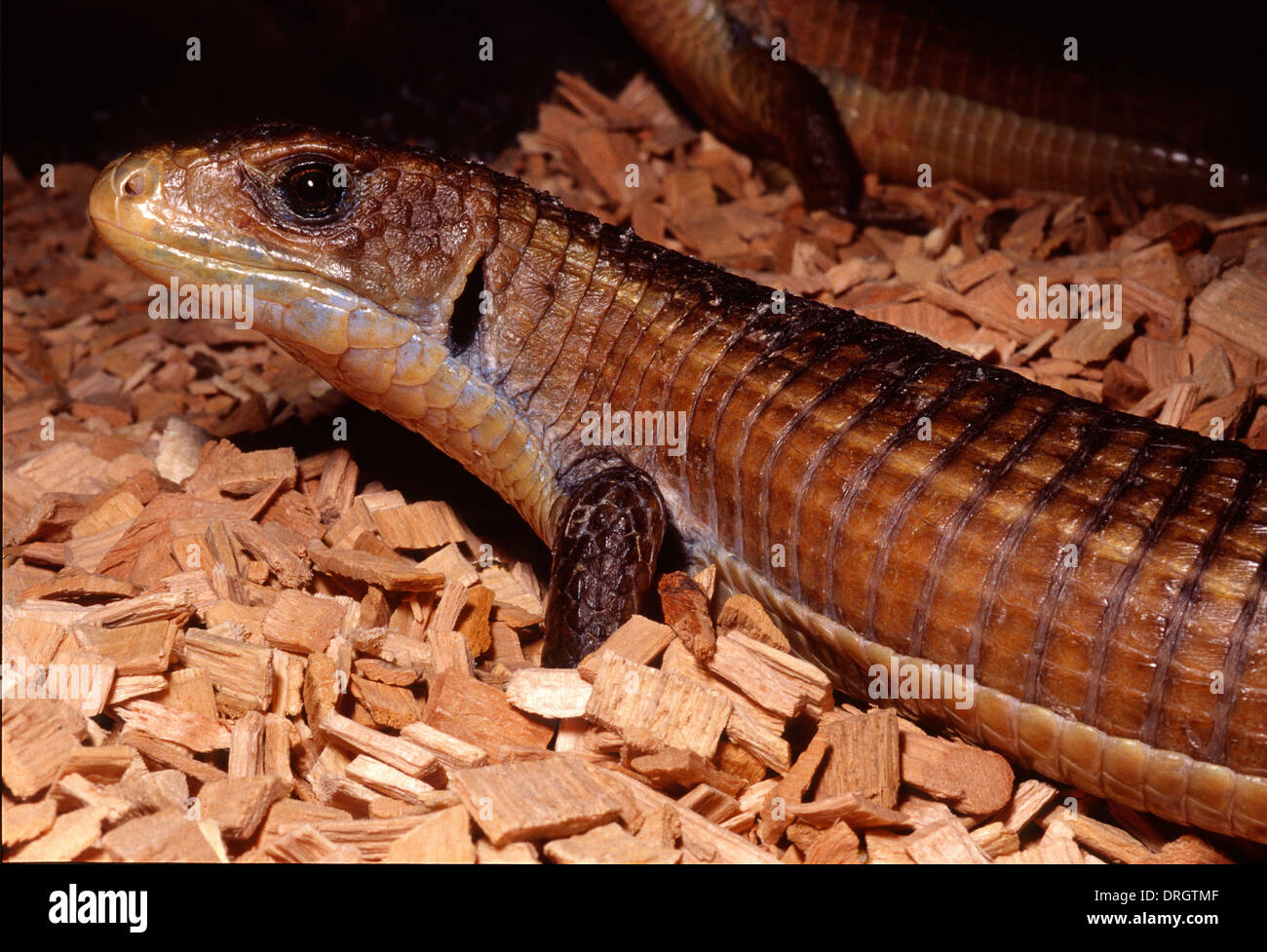 Soudan lézard plaqué (Gerrhosaurus major), l'Afrique, Gerrhosauridae Banque D'Images