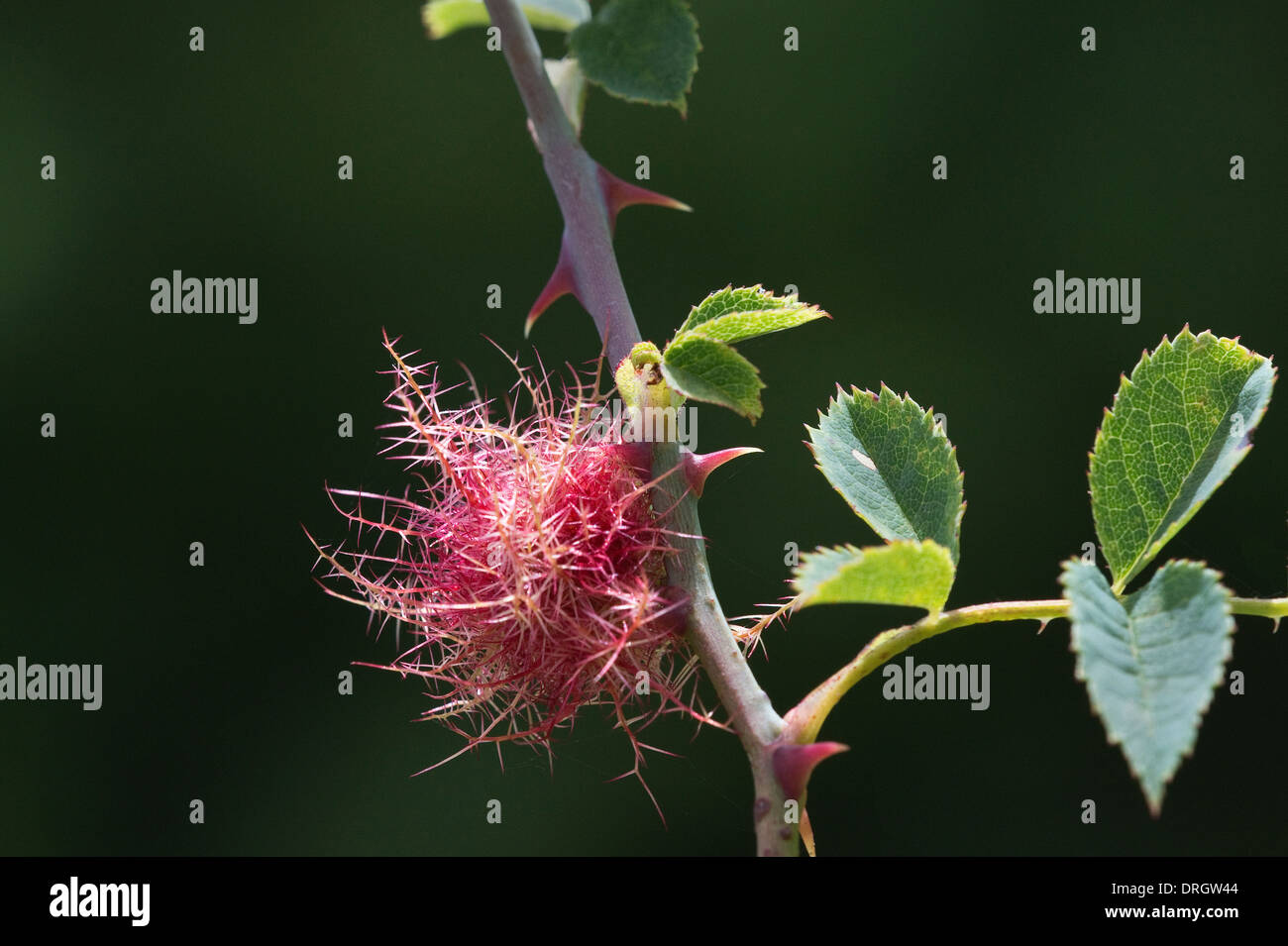 Robin's Pincushion (Diplolepis rosae) Gall, sur tige de rose, Llanymynech Rocks Shropshire Wildlife Trust Angleterre Angleterre Europe Banque D'Images