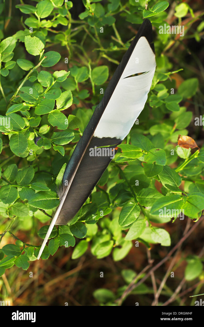 Magpie grande plume dans la brousse blueberry Banque D'Images