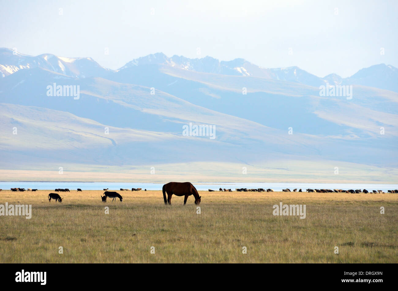 Chevaux au lac Song-Kol en Europe centrale Kirghizistan Banque D'Images