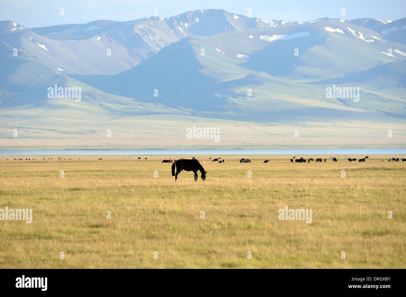 Chevaux au lac Song-Kol en Europe centrale Kirghizistan Banque D'Images