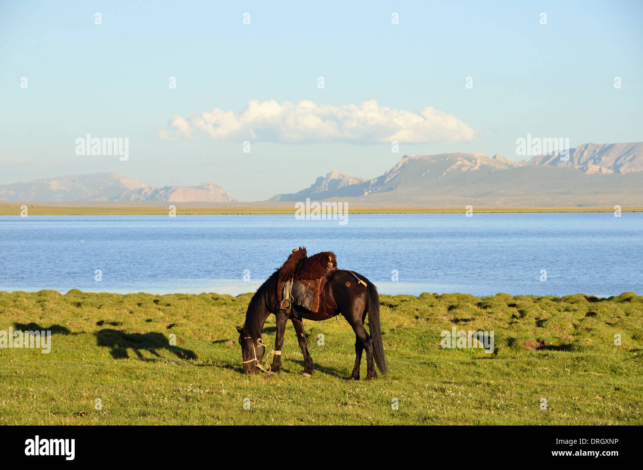 Dans le centre du lac Song-Kol Kirghizistan Banque D'Images