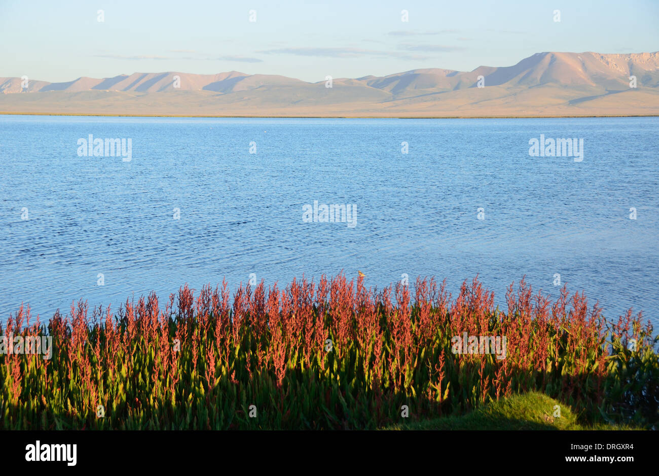 Dans le centre du lac Song-Kol Kirghizistan Banque D'Images