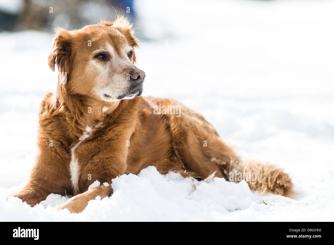 Golden Retriever dans la neige de l'hiver Banque D'Images