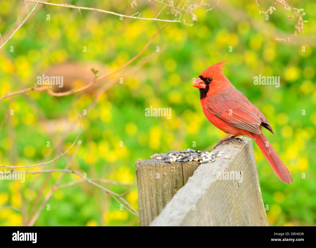 Le Cardinal mâle perché sur une clôture d'alimentation des oiseaux. Banque D'Images
