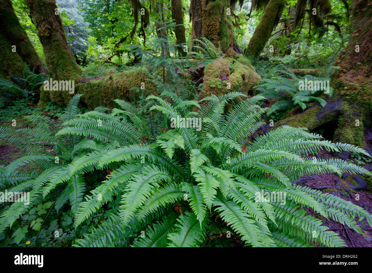 Une grande fougère Réglisse dans la vallée d'Hoh, Olympic National Park Banque D'Images