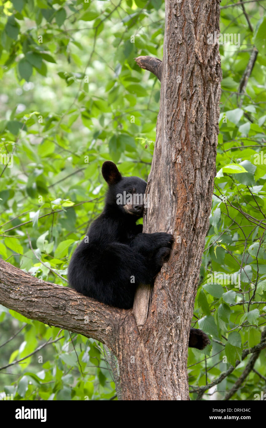 Ourson noir dormir dans l'arbre Banque D'Images