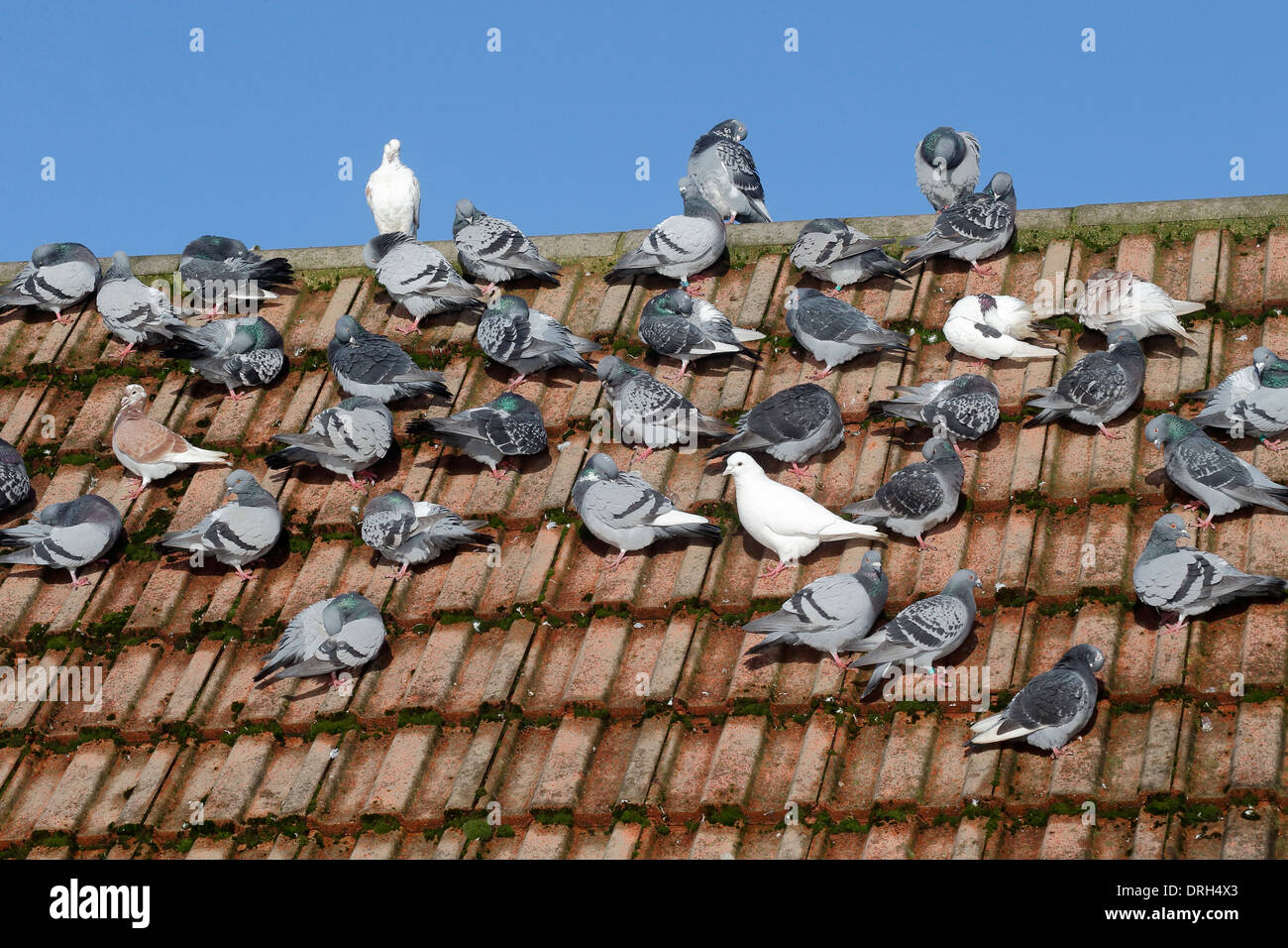Pigeon domestique, Columba livia domestica, Groupe sur le toit, Wiltshire, Janvier 2014 Banque D'Images