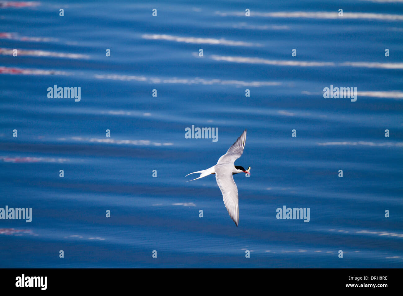 Sterne arctique en vol avec le poisson dans son bec à Grundarfjordur, Islande Banque D'Images