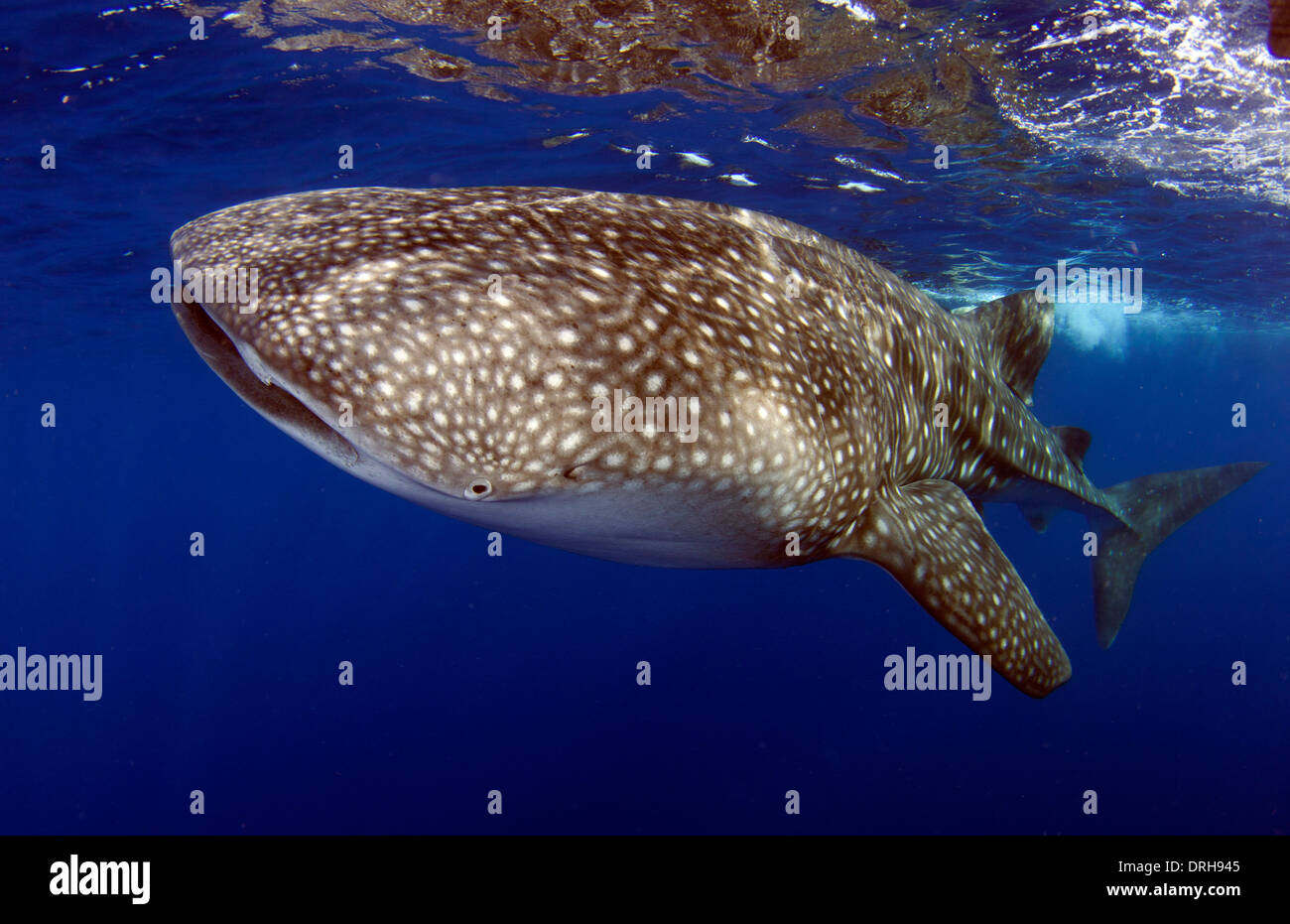 Un requin-baleine nage calmement par Banque D'Images