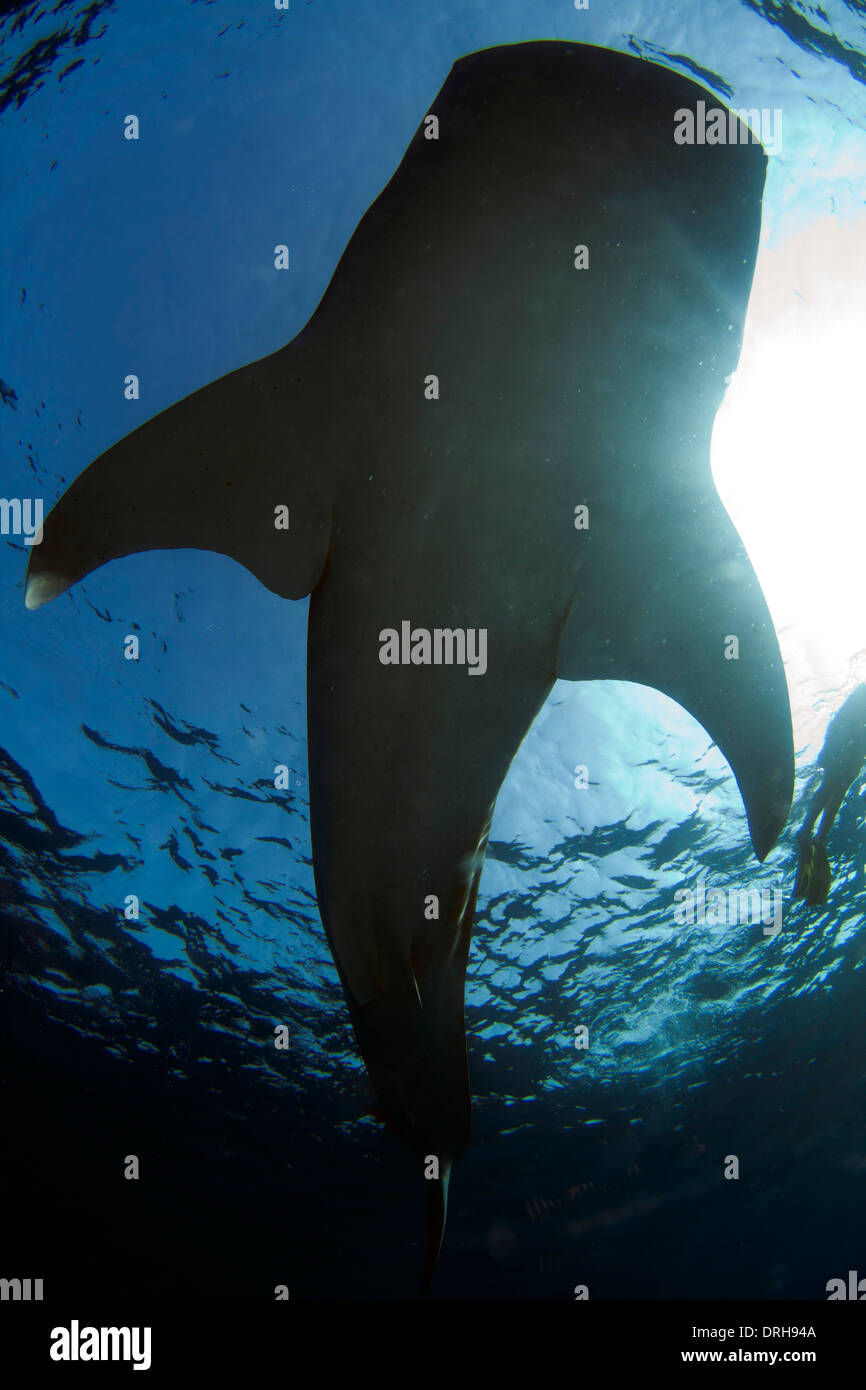 Un requin-baleine nage calmement par Banque D'Images