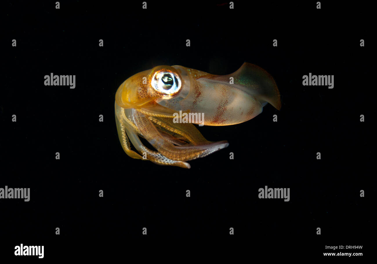 Un reef squid repose immobile dans la colonne d'eau dans la nuit Banque D'Images