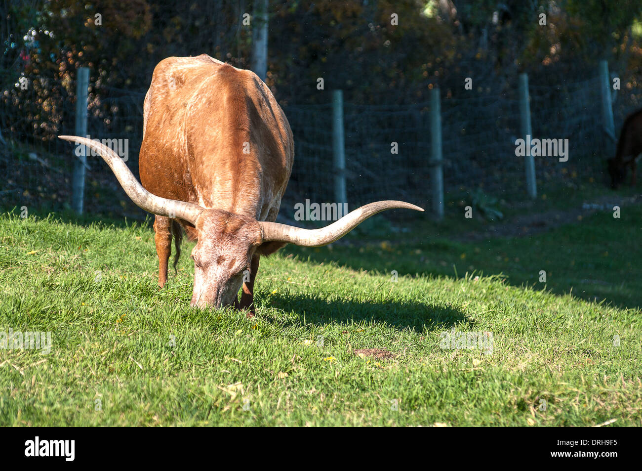 Longhorn le pâturage du bétail sur la colline près de Kelowna Banque D'Images