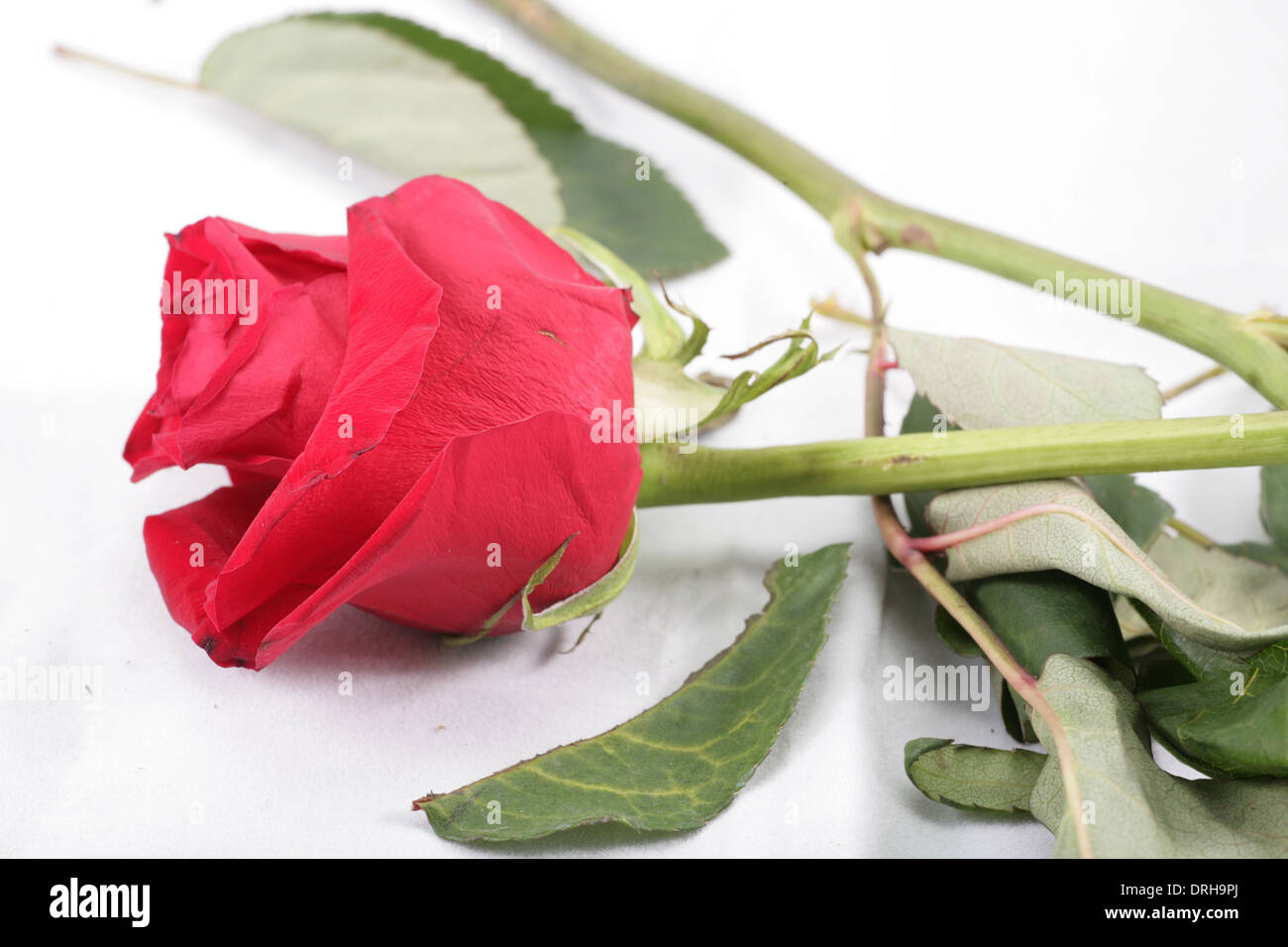 Plan macro sur une rose rouge flétri se jeta dans le plancher. Concept de la cessation de relation. Banque D'Images
