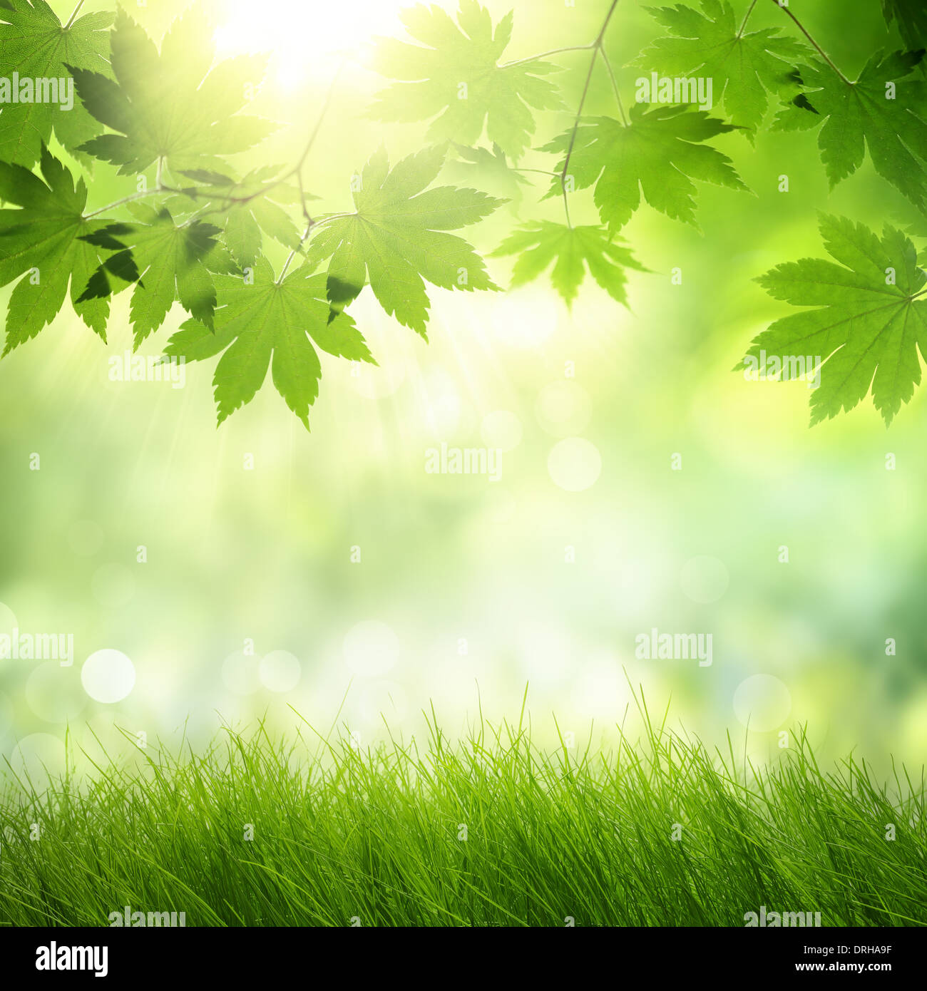 Fond vert naturel avec maple leaf et l'herbe Banque D'Images